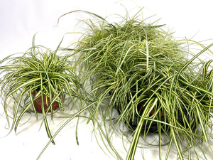 Evergold Japanese Sedge (Carex oshimensis) – 10.5cm Pot