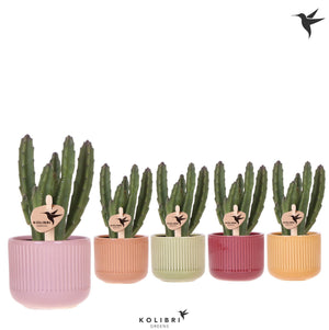 Stapelia leendertziae Succulent – 6cm Ceramic Pot
