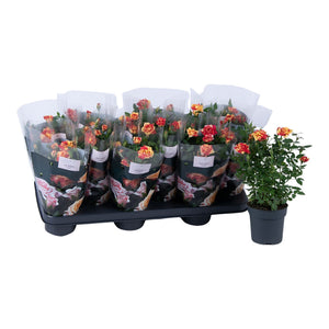 Red Rose Plant (Rosa) – 10.5cm Pot