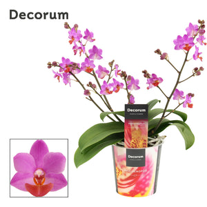 Purple Phalaenopsis Orchid – 12cm Pot, 30cm High