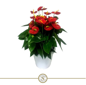 Red Anthurium ‘Champion’ – 30cm Pot, 60cm High