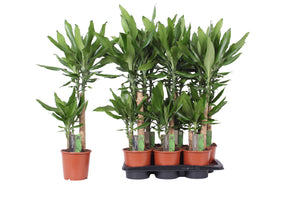 Dracaena fragrans Green Houseplant – 17cm Pot