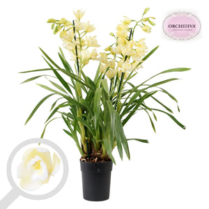 Cream Cymbidium Orchid – 14cm Pot, 90cm Tall
