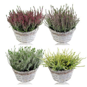 Heather (Calluna vulgaris) – 22cm Pot