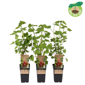 Redcurrant ‘Jonkheer Van Tets’ (Ribes rubrum) – 15cm Pot