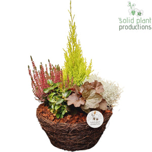 Salim Arrangement – 29cm Pot, 45cm High