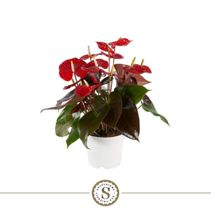 Coral Anthurium 'Champion' – 17cm Pot, 60cm High