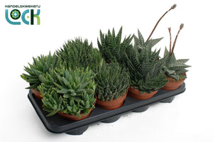 Mixed Cacti and Succulent Collection – 14cm Pot