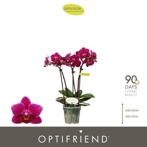 Mini Red Phalaenopsis Orchid – 7cm Pot