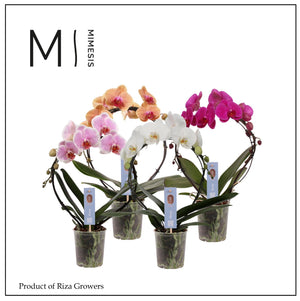 Salmon Phalaenopsis Orchid – 2 Stem, 12cm Pot