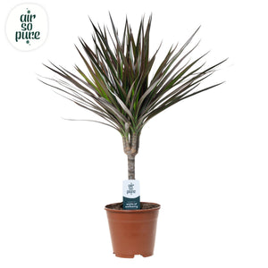 Dragon Tree (Dracaena marginata) – 14cm Pot