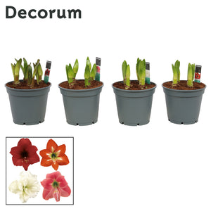 Mixed-Colour Amaryllis (Hippeastrum) – 17cm Pot