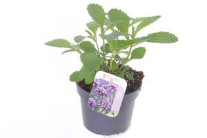 Verbena bonariensis – 13cm Pot