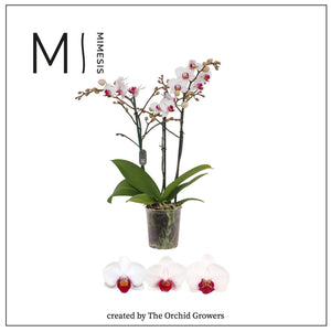 White Phalaenopsis Orchid ‘Red Lips’ – 12cm Pot