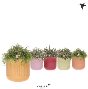 Rhipsalis Mixed Houseplant – 12cm Ceramic Pot
