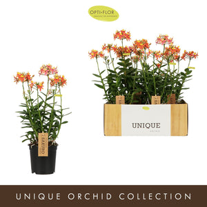 Epidendrum Usako Orchid – 15cm Pot, 50cm Height