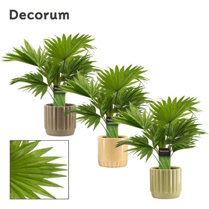 Livistona Rotundifolia Fan Palm – 12cm Pot, 35cm Height