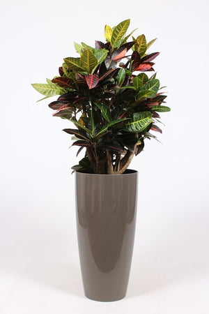 Large-Leaved Croton (Codiaeum variegatum) – 33cm Black Planter, 140cm High