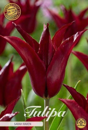 Tulipa ‘Lilyflowering Sarah Raven’ Flower Bulbs – 7 Pack
