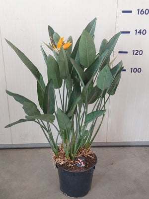 Bird of Paradise (Strelitzia reginae) – 40cm Pot
