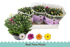 Mixed Chrysanthemum Houseplant (Chrysanthemum indicum) – 23cm Pot