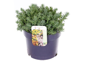 Blue Spruce Stonecrop (Sedum reflexum) – 17cm Pot