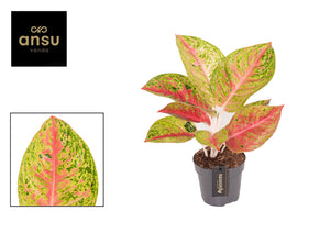 Aglaonema ‘Grand Poppy’ – 12cm Pot, 30cm High