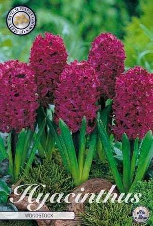 Hyacinth ‘Woodstock’ Bulbs – Pack of 5