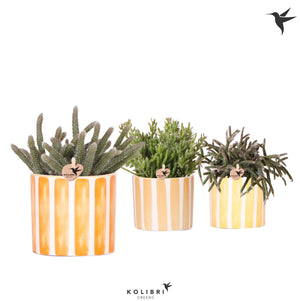 Mixed Succulent in Pastel Ceramic Pot – 6cm