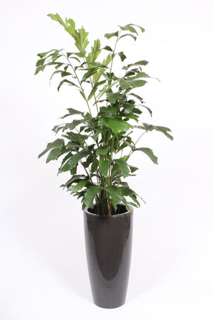 Fishtail Palm (Caryota mitis) – 33cm Pot, 160cm Tall