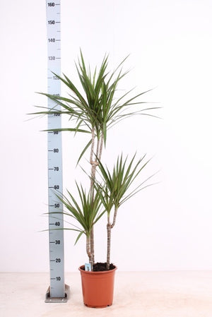 Dragon Tree (Dracaena marginata) – 21cm Pot, 130cm Tall