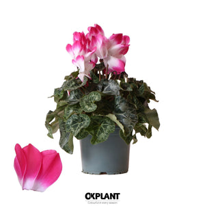 Fuchsia Persian Cyclamen (Cyclamen persicum) – 12cm Pot