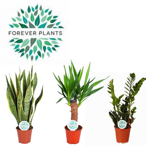 Mixed Green Houseplant in Ceramic Pot – 14cm