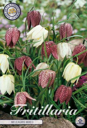Mixed Fritillaria meleagris Flower Bulbs – Pack of 15
