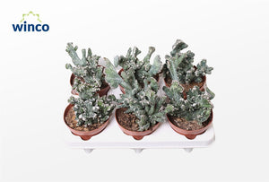 Crested Monvillea Spegazzinii Cactus – 12cm Pot
