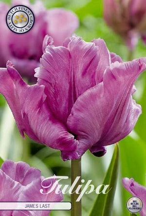 Tulipa ‘Parrot James Last’ – 7 Flower Bulbs