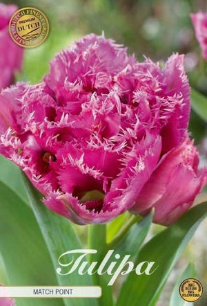 Tulipa ‘Match Point’ Fringed Double Tulip Bulbs – 7 Bulbs