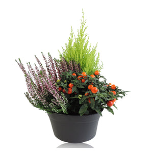 Ornamental Patio Plant Arrangement – 19cm Pot