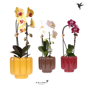 Mixed Phalaenopsis Orchid – 12cm Ceramic Pot