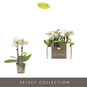 White Mini Phalaenopsis Orchid – 7cm Pot
