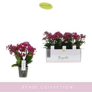 Red Phalaenopsis Orchid – 12cm Pot, 35cm High