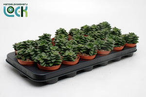 Crassula ‘Spring Time’ – 8.5cm Pot