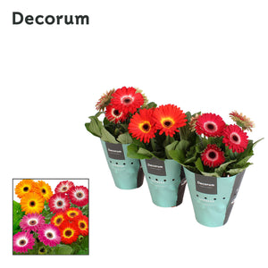 Mixed Gerbera Houseplant – 12cm Pot, 20cm High