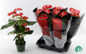 Red Anthurium (Anthurium) – 17cm Pot, 60cm High