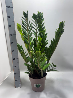 ZZ Plant (Zamioculcas zamiifolia) – 23cm Pot, 90cm