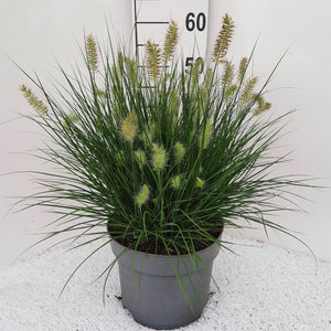 Little Bunny Fountain Grass (Pennisetum) – 26cm Pot