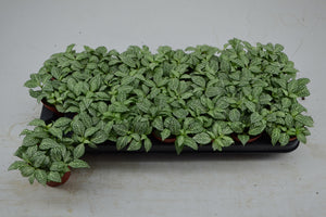 Fittonia 'White Forest Flame' – 8.5cm Pot