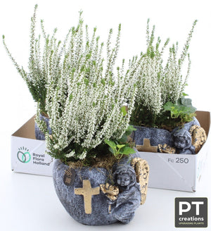 All Saints’ Day Plant Arrangement – 17cm Concrete Pot