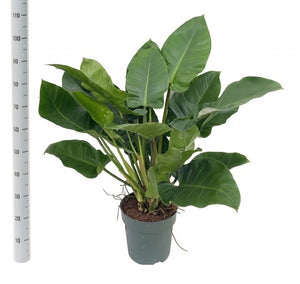 Philodendron Imperial Green – 27cm Pot