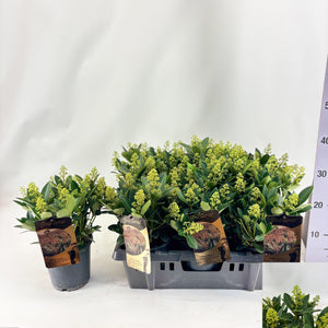 Orange Skimmia japonica 'Fascination' – 15cm Pot